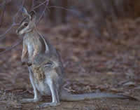 Bridled nailtail wallaby.