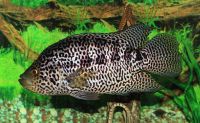 Jaguar cichlid