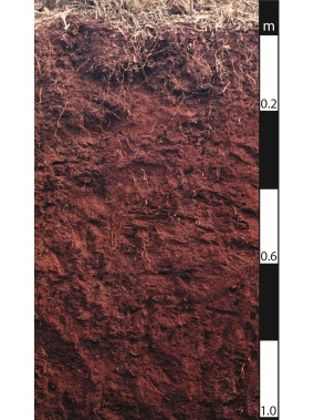 Ferrosol soil in Beechmont, Queensland.