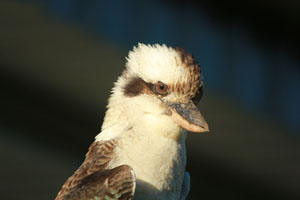 Kookaburra