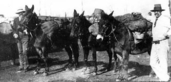 Surveyor H Munro with pack mules 