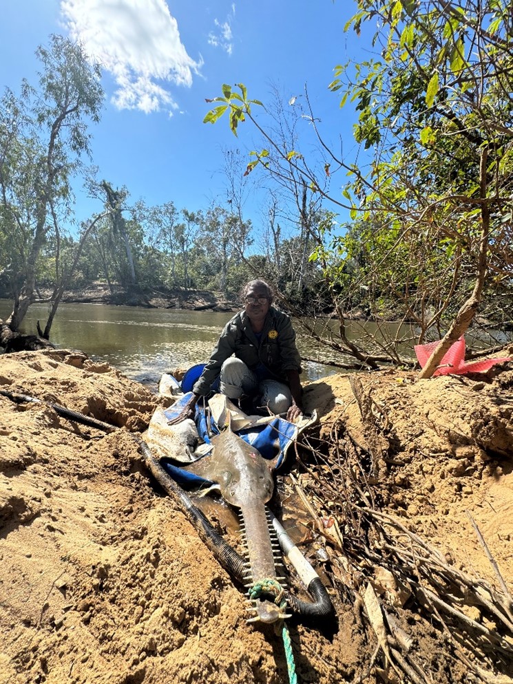 Ranger with sawfish being tested on river bank