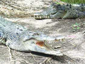 Two crocodiles close together on a river bank