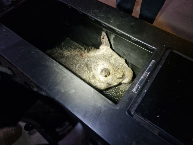 Photo of a northern-hairy-nosed wombat being moved