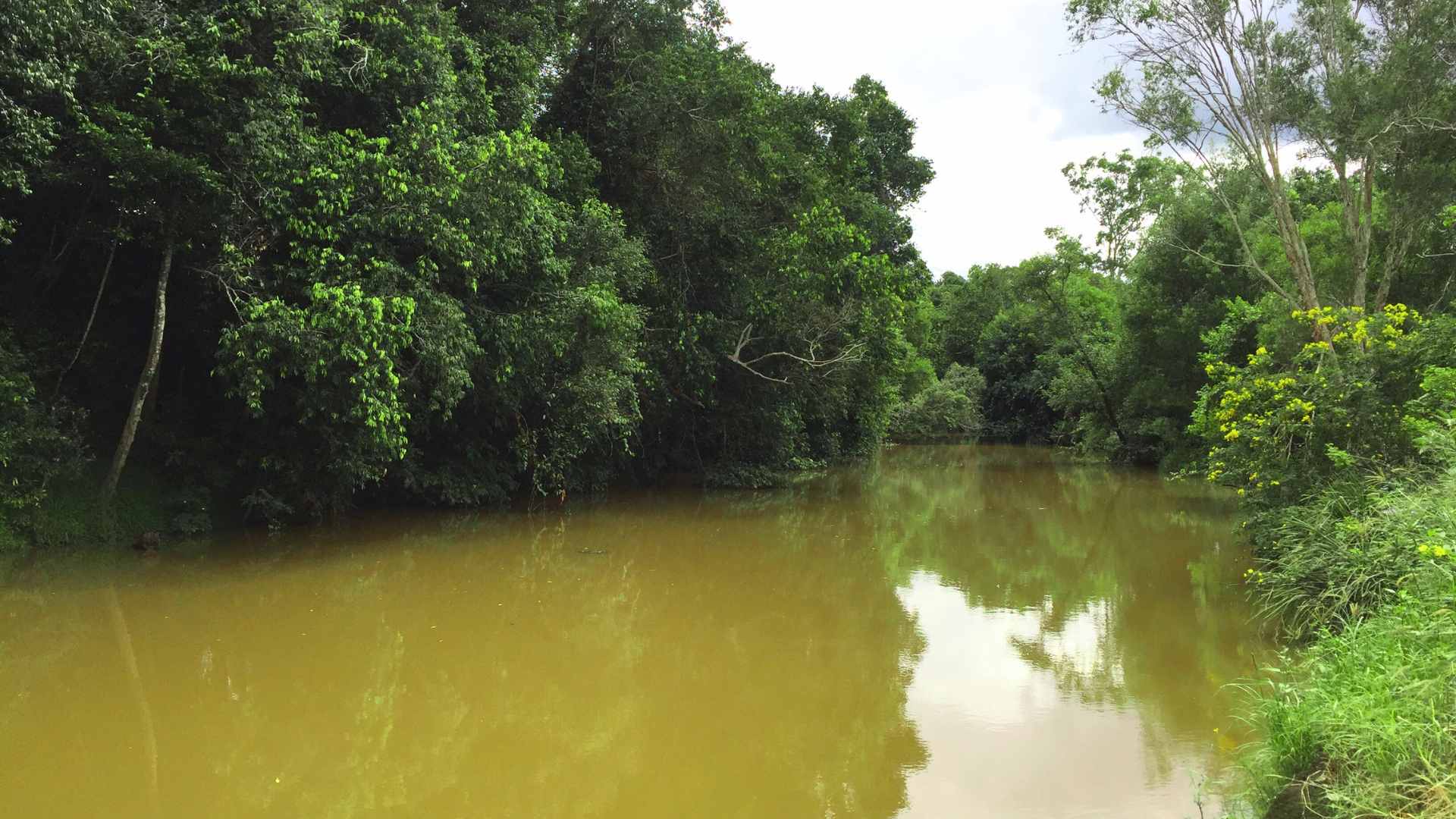 Quiet river reach at Woodford Weir surrounded by dense forest.