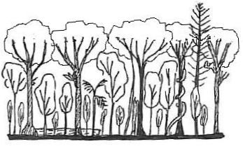 Illustration of state 4 (wet rainforest)