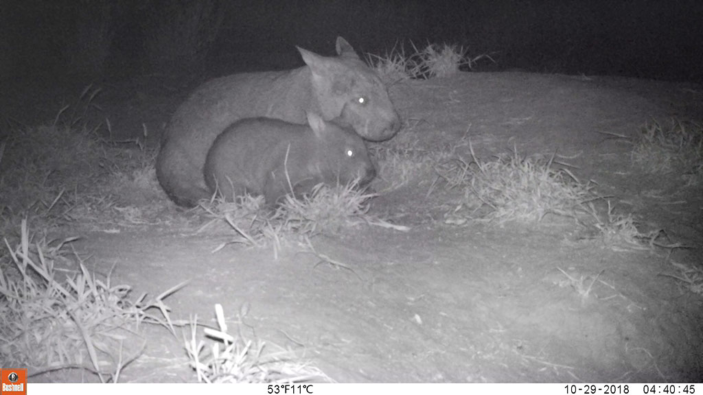 Mum and joey wombat. Photo. Queensland Government