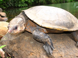 Photo of a female Johnstone River snapping turtle.