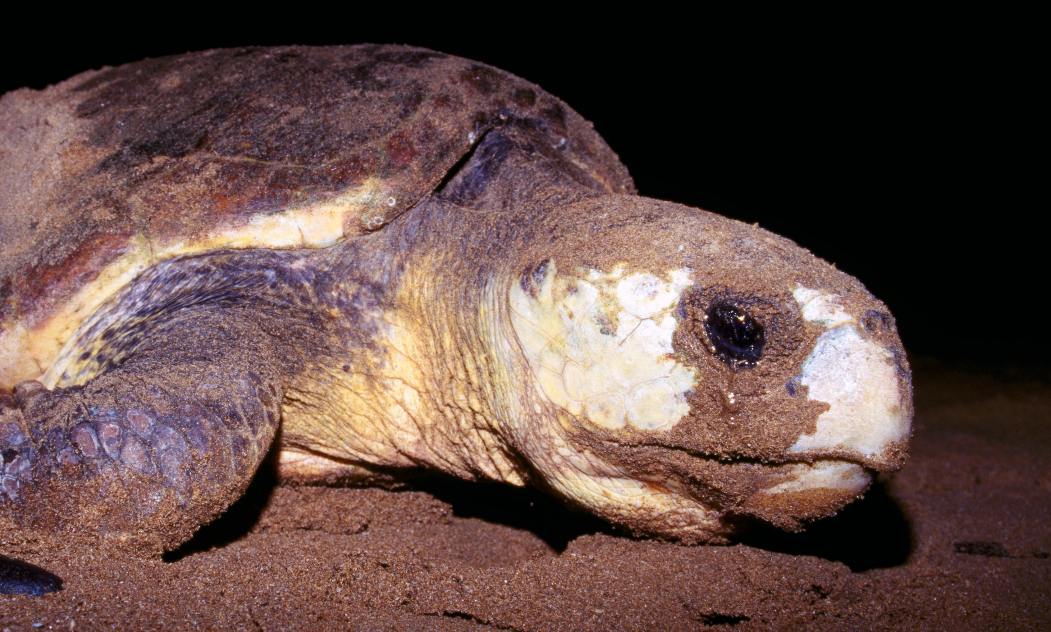 What Does A Loggerhead Sea Turtle Look Like - Infoupdate.org