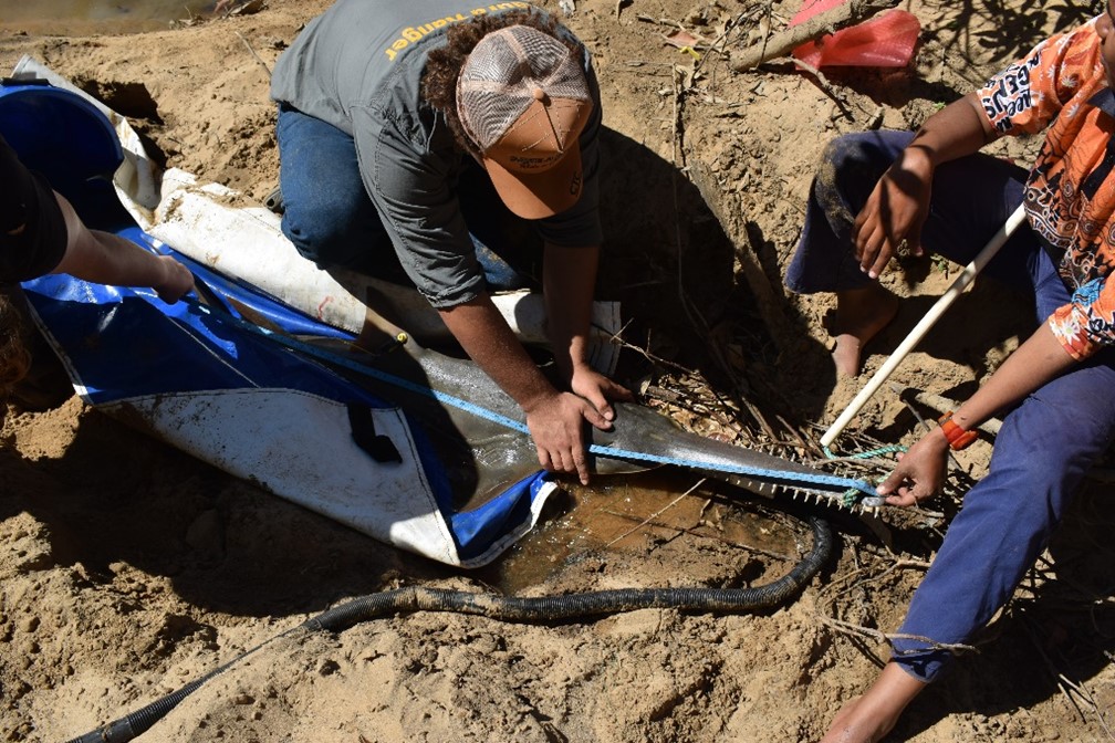 Ranger measuring sawfish with tape measure