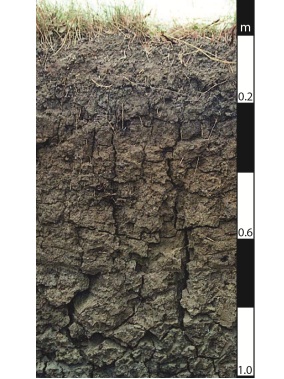 Vertosol soil in Beaudesert, Queensland.