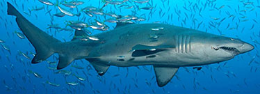 Image of grey nurse shark with a fish hook in its mouth.