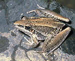 Photo of Striped rocketfrog.