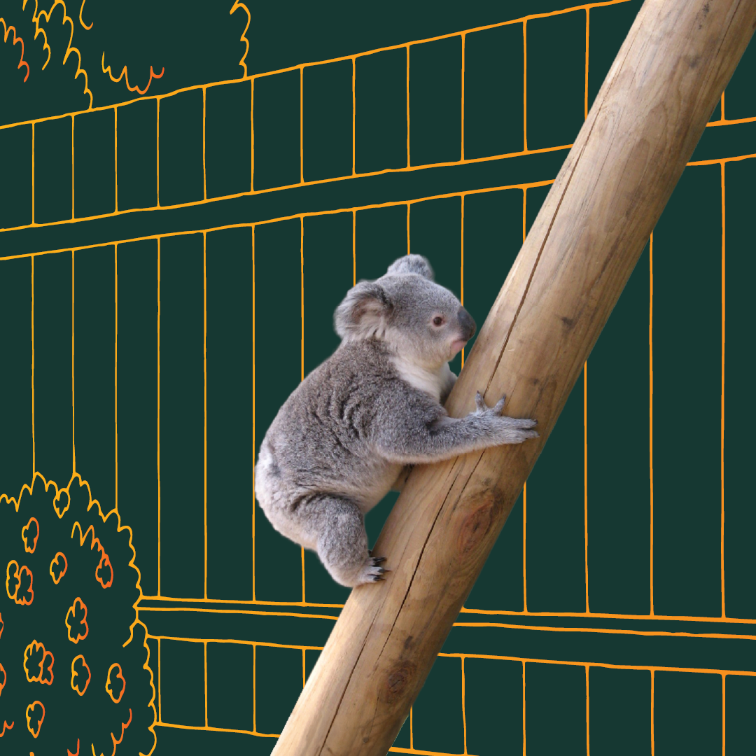 Koala climbing a wooden pole