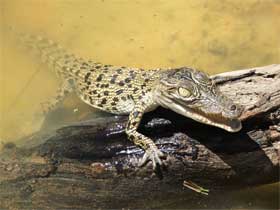 baby crocodile on a log