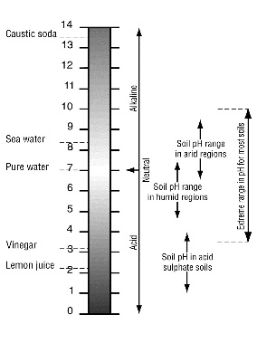 Soil Ph Scale Chart