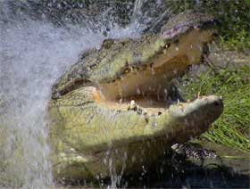 Large crocodile launching from water with mouth open