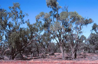 Acacia cambagei and Eucalyptus ochrophloia woodland, NW of Cunnamulla.