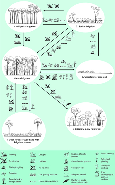 An ecological model for brigalow in Queensland