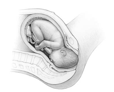 Baby in the womb, head down, facing the mother’s spine.
