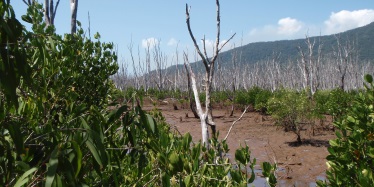 Areas of invading melaleuca stands are now being recolonised by the original mangroves, evidence of a successful rehabilitation.