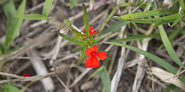 Photo of Striga asiatica, red witchweed is a declared Class 1 pest plant.