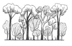 Illustration of state 1 (mature brigalow)