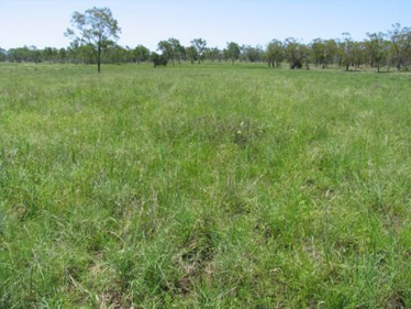 Dichanthium sericeum tussock grassland on alluvial plain, near Springsure, BRB.