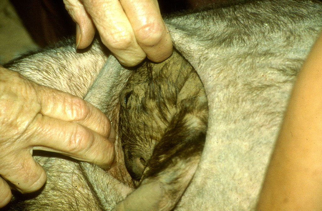 Fully furred pouch young Photo: Queensland Government