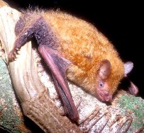Image of a tube-nosed insectivorous bat