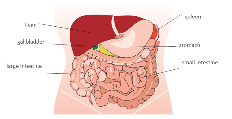 Diagram of abdomen showing position or Liver, gallbladder, large intestine, spleen, stomach and small intestine