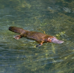 Platypus | Environment, land and water | Queensland Government