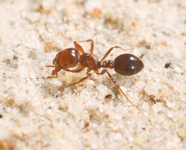 close up photo of a fire ant on sand