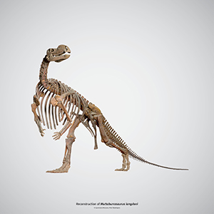 Muttaburrasaurus langdoni dinosaur