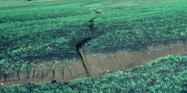 Erosion has created a gully in this paddock, exposing the subsoil (lighter coloured soil), and making it difficult to cultivate.
