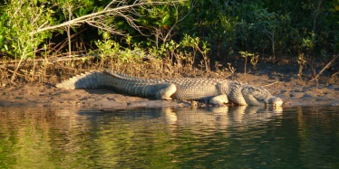 Large crocodile in the mud in the wetlands at East Trinity.