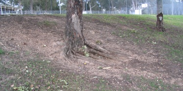 Image of a tree with bare soil around it