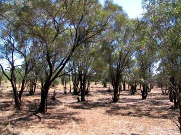 Acacia cambagei low woodland on alluvium, near Talawant Homestead, GUP.