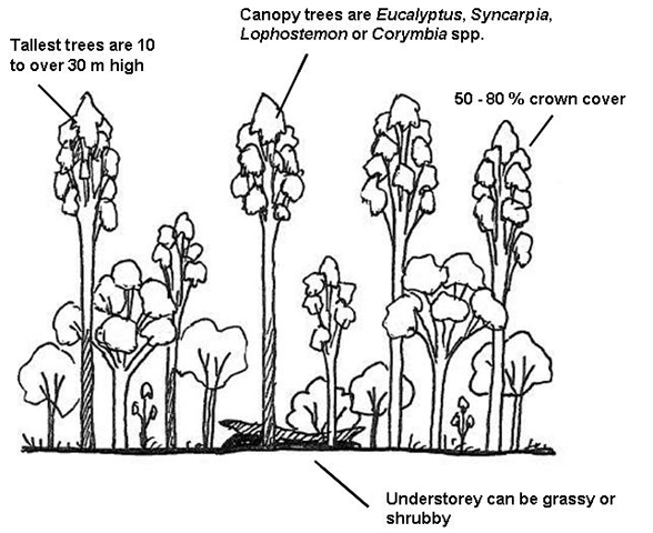 The structure of mature wet sclerophyll forest