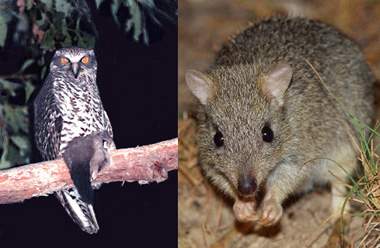 Powerful owl and Northern bettong
