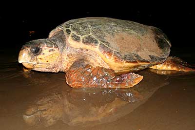 Loggerhead turtle | Environment, land and water | Queensland Government