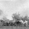 One of the first camps at Mt Isa, 1923. Copyright State of Queensland