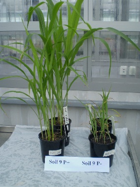 Trial demonstrating the importance of phosphorus to plant growth.