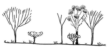 Illustration of state 2 (mulga open woodland or low open woodland)