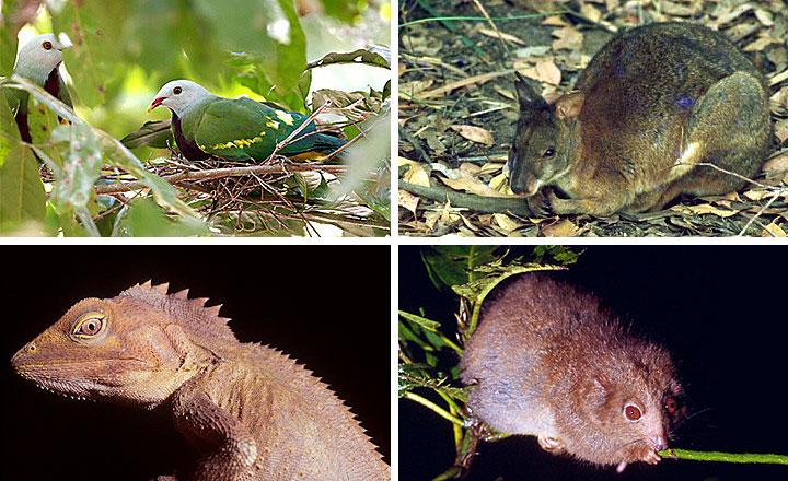 Wildlife | Environment, land and Queensland Government