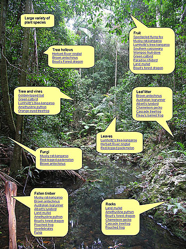 Image illustrating rainforest habitats