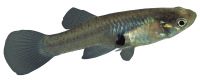 Gambusia or mosquitofish
