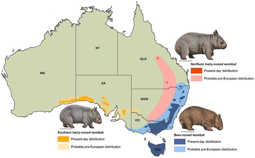 About northern hairy-nosed wombats | Environment, land and water |  Queensland Government