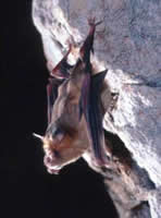 Image of an orange leaf-nosed bat