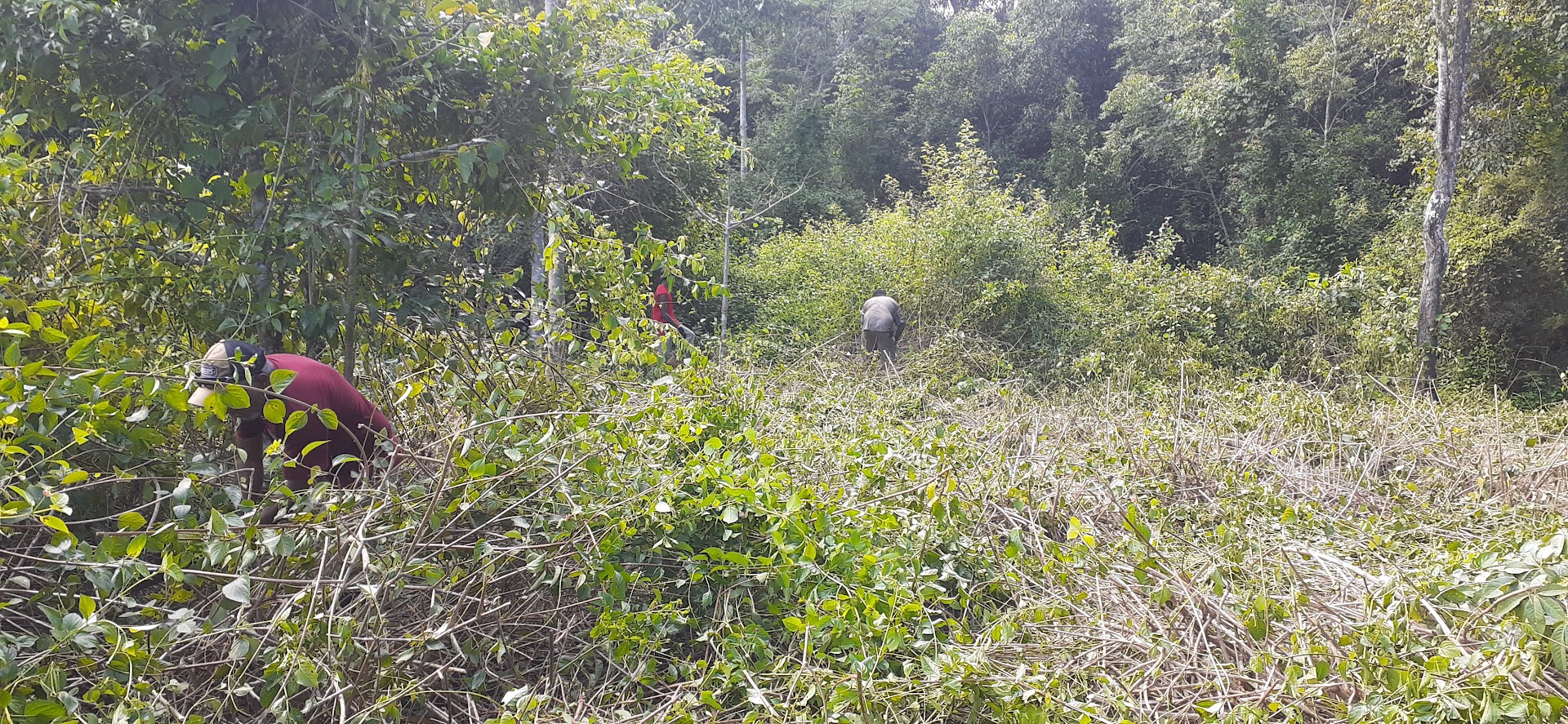 Ranger stands amongst tall weeds slashing with a machete